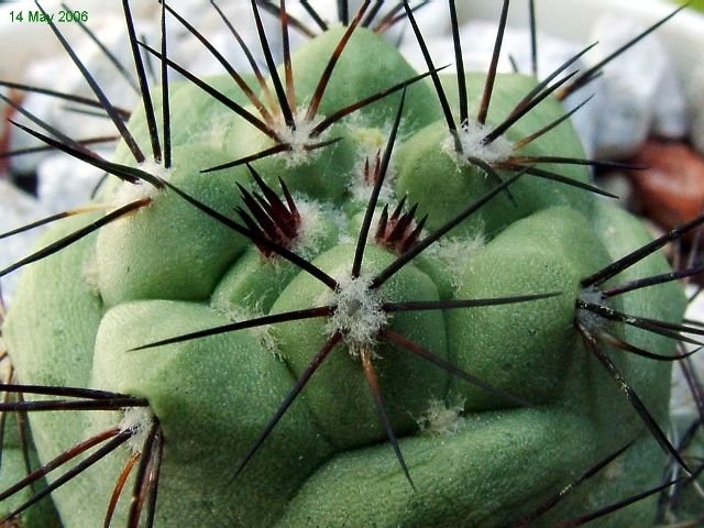 Ortegocactus macdougallii_ 04